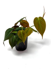Load image into Gallery viewer, Philodendron Hederaceum ‘Micans’