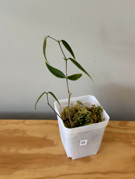 33. Hoya Leucantha