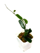 Load image into Gallery viewer, Hoya Rotundiflora