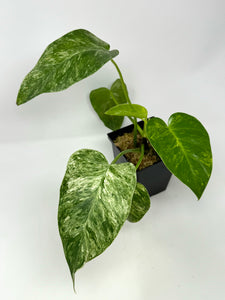 Philodendron Giganteum Variegated ‘Blizzard’