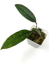 Load image into Gallery viewer, Hoya Finlaysonii ‘Angel’