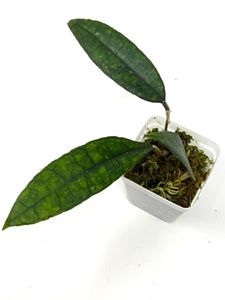 Hoya Finlaysonii ‘Angel’