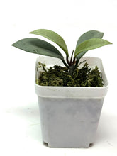 Load image into Gallery viewer, Hoya Wilbur Graves Silver F