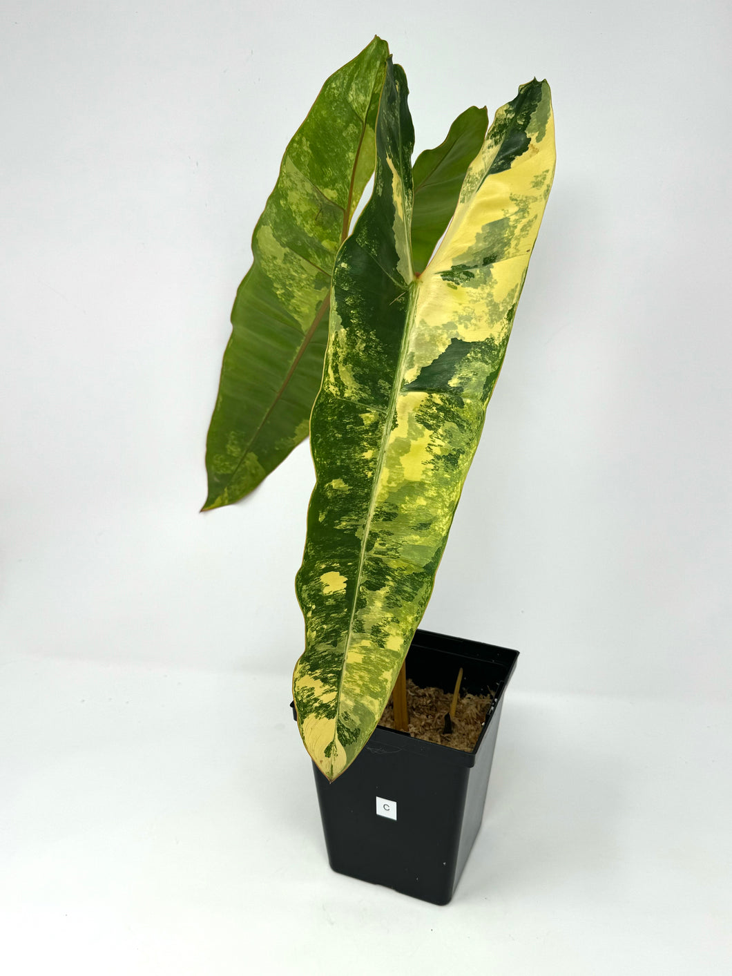 Philodendron Billietiae Variegated C