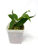 Load image into Gallery viewer, Hoya Polyneura