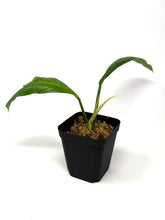 Load image into Gallery viewer, Philodendron Lynette ‘Campii’
