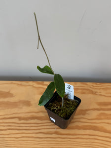 230. Hoya Wallichii ssp. Tenebrosa ‘Borneo Red’