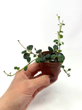 Load image into Gallery viewer, Codonanthe Devosiana 'Paula'