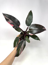 Load image into Gallery viewer, Philodendron Pink Princess