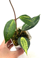 Load image into Gallery viewer, Hoya Macrophylla ‘Pot of Gold’