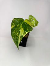 Load image into Gallery viewer, Monstera Deliciosa Aurea Variegated E