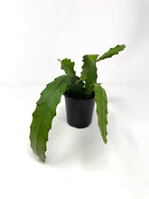 Load image into Gallery viewer, Epiphyllum Oxypetalum “Queen of the Night”