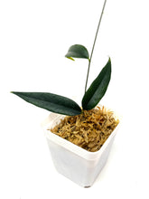 Load image into Gallery viewer, Hoya Paradisea (IM04)