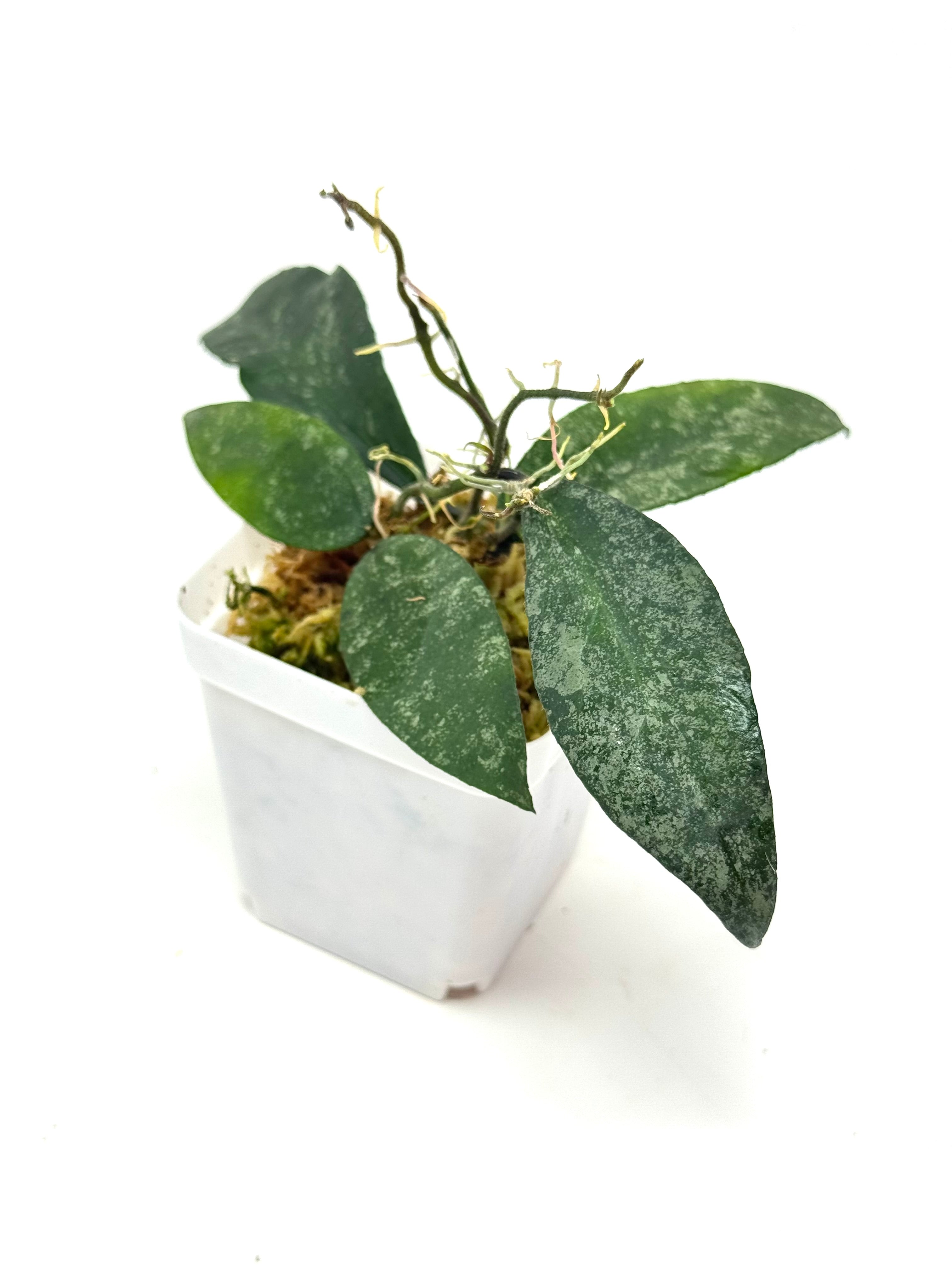 Hoya Flagellata Splash – Planthaven Toronto