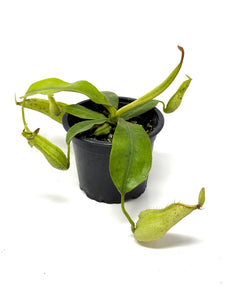 Nepenthes Dyeriana