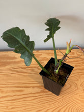 Load image into Gallery viewer, 276. Philodendron Ring of Fire