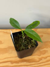 Load image into Gallery viewer, 6. Hoya Multiflora Javanica Thai Splash
