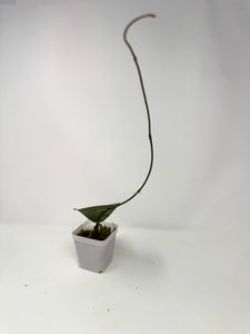 Hoya Glabra Silver A