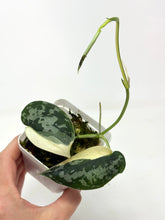 Load image into Gallery viewer, Scindapsus Mayari Variegated C
