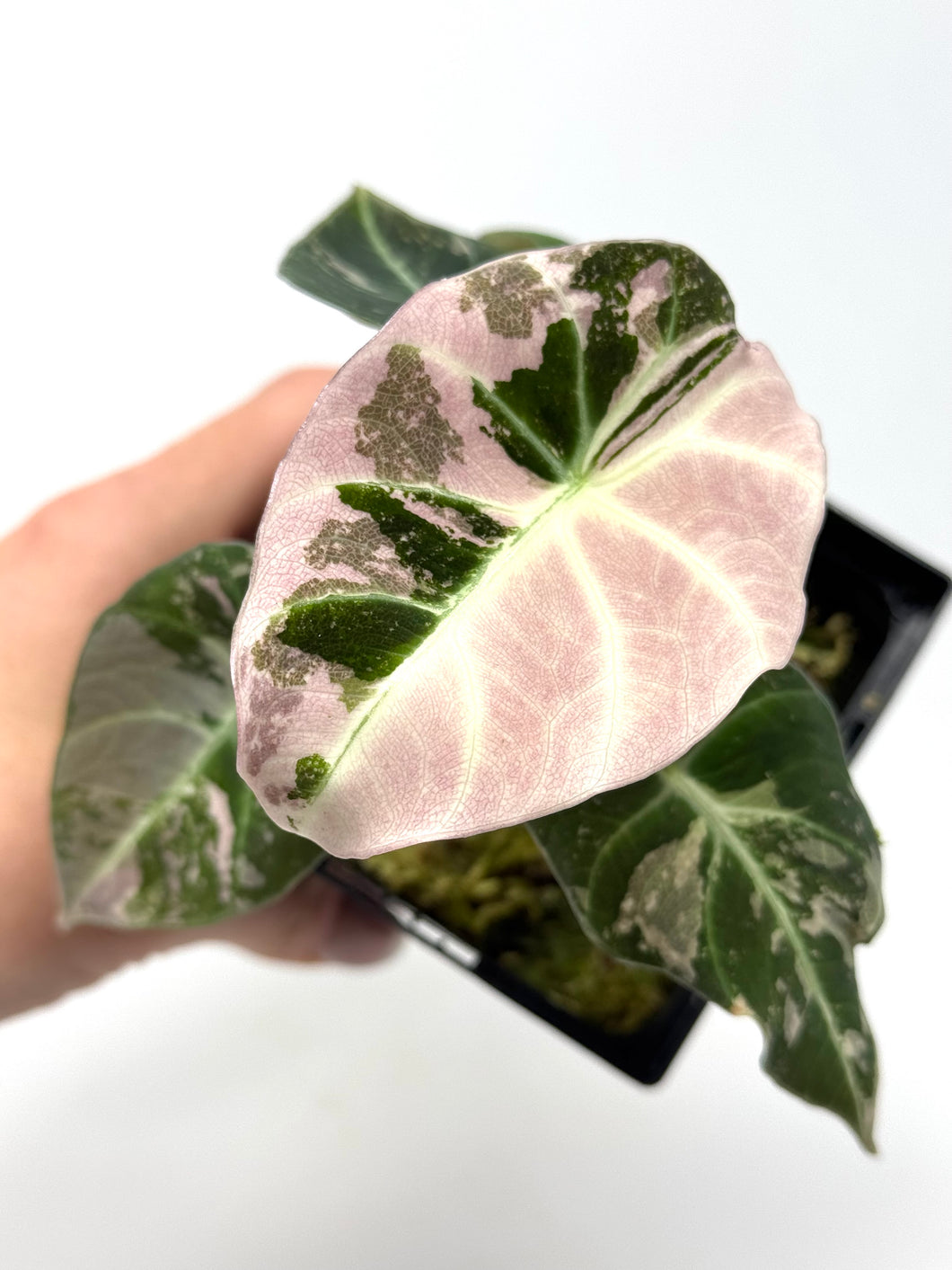 Alocasia Black Velvet Variegated E