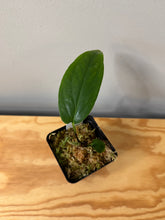 Load image into Gallery viewer, 105. Amydrium Medium