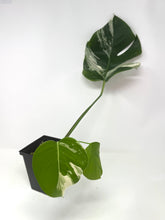 Load image into Gallery viewer, Monstera Deliciosa Albo Variegated E