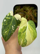 Load image into Gallery viewer, Philodendron Gloriosum Variegated C