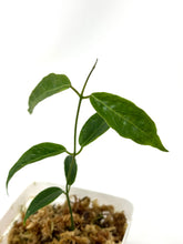 Load image into Gallery viewer, Hoya Paradisea (IM04)