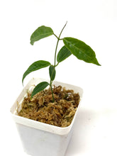 Load image into Gallery viewer, Hoya Paradisea (IM04)