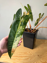 Load image into Gallery viewer, Philodendron Billietiae Variegated D