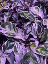 Load image into Gallery viewer, Calathea White Fusion