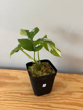 Load image into Gallery viewer, 23. Rhaphidophora Tetrasperma Variegated