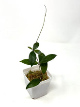 Load image into Gallery viewer, Hoya Vangviengiensis
