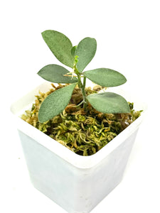 Hoya Nummularioides Silver