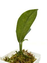 Load image into Gallery viewer, Hoya Albiflora