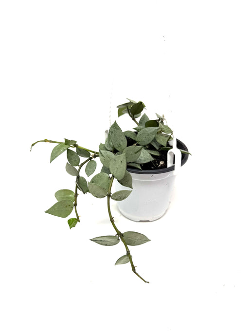 Hoya Lacunosa Super Silver (Hanging Basket)