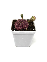 Load image into Gallery viewer, Gymnocalycium Mihanovichii ‘Day Dream’ (Ships within Canada only)