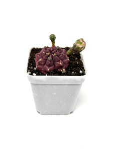 Gymnocalycium Mihanovichii ‘Day Dream’ (Ships within Canada only)