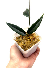 Load image into Gallery viewer, Hoya Paradisea (IM04)