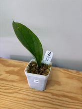 Load image into Gallery viewer, 105. Hoya Lambii