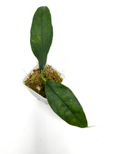 Load image into Gallery viewer, Hoya Narcissiflora
