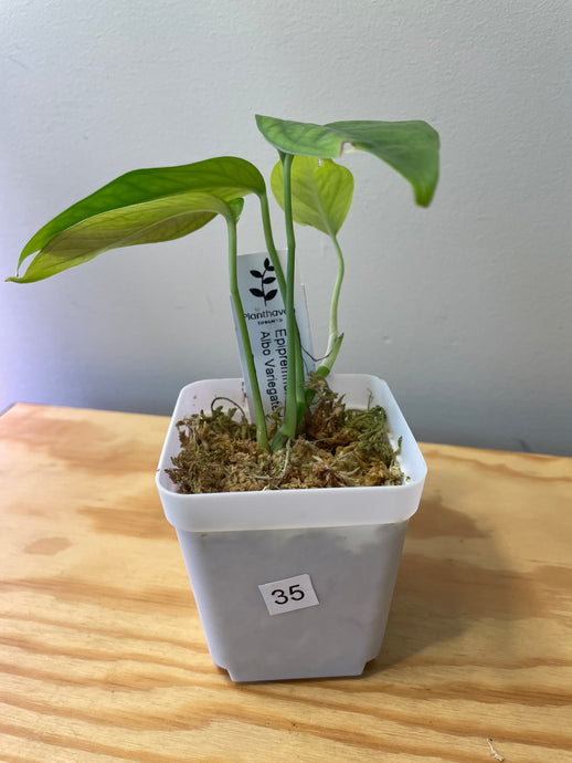 35. Amydrium Medium
