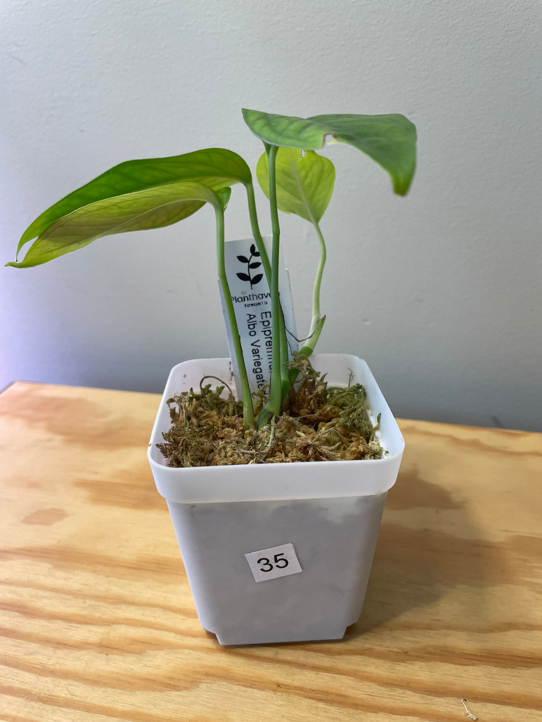 35. Amydrium Medium
