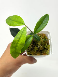 Hoya Sammannaniana