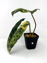 Load image into Gallery viewer, Philodendron Billietiae Variegated C