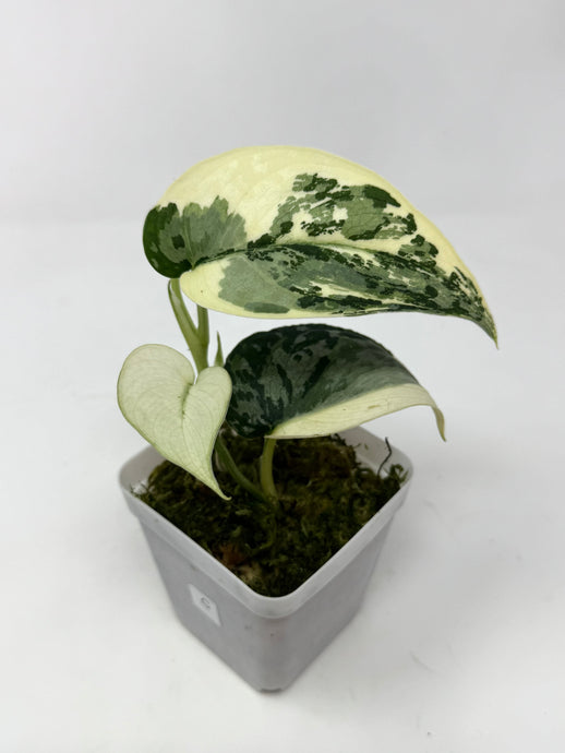 Scindapsus Mayari Variegated C