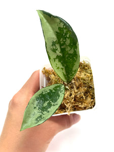 Hoya AH-074