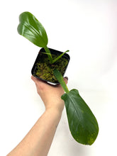 Load image into Gallery viewer, Philodendron Applanatum