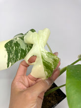 Load image into Gallery viewer, Monstera Deliciosa Albo Variegated J
