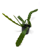 Load image into Gallery viewer, Epiphyllum ‘Red’ (Orchid Cactus)(Ships within Canada only)